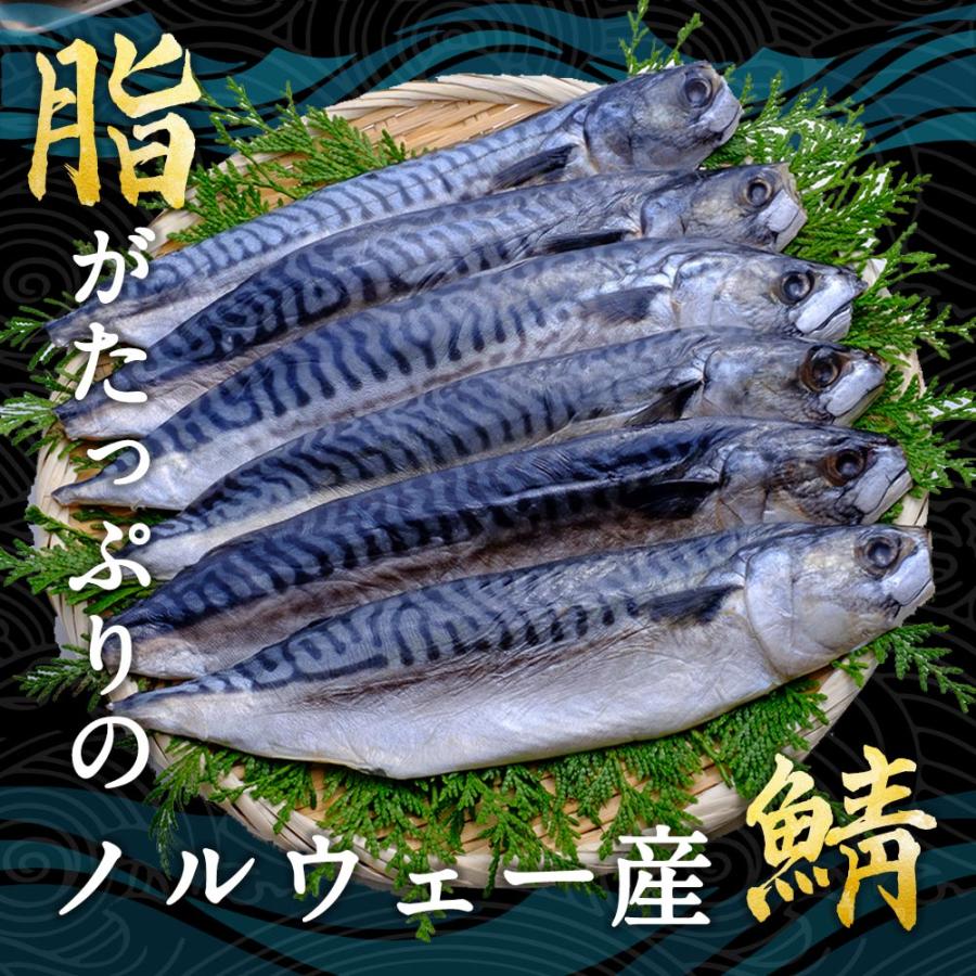 鯖の文化干し 6枚 1kg   ノルウェー産 トロ鯖