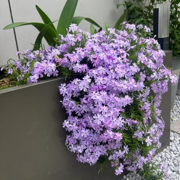 🌺（芝櫻花種子）台灣現貨（100粒裝）多種顏色 花種子 柃木種子 新手易種易活 陽臺庭院盆栽種籽  爆盆花海種子