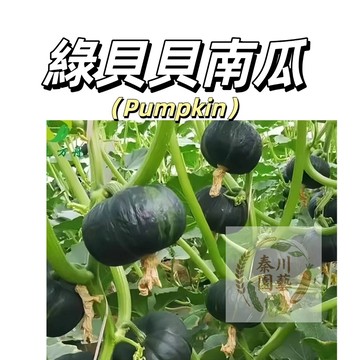 嘉義現貨（綠貝貝南瓜種子）綠色迷你栗子南瓜種子板栗南瓜粉糯老南瓜香甜農家@爬藤蔬菜種子