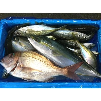 ふるさと納税 御坊市 御坊産　鮮魚セット　約2.5kg