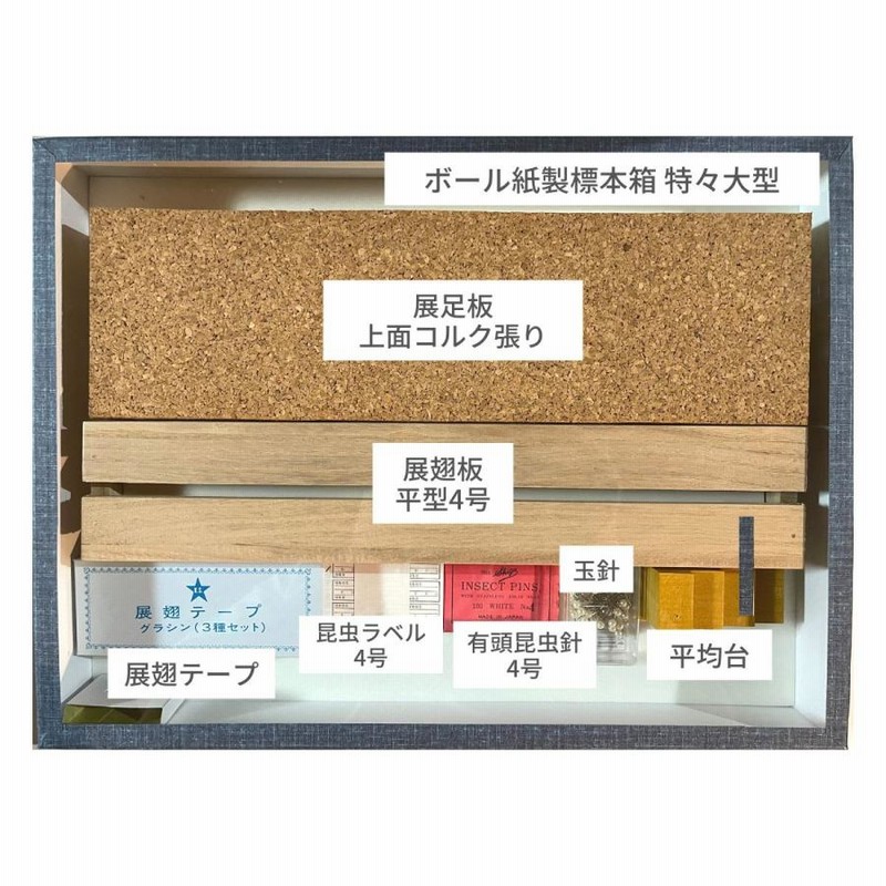 ガラス蓋コルク敷UVカット無し志賀昆虫普及社製　桐製標本箱（特大）8個