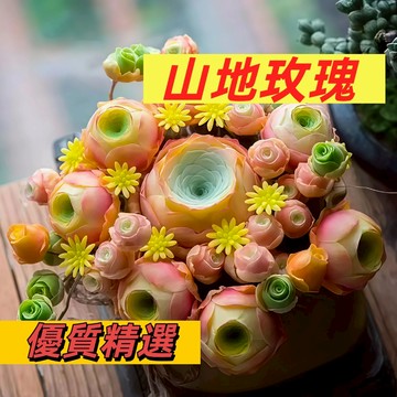 台灣現貨現發  山地玫瑰種子 稀有金色山地玫瑰 多頭宛如玫瑰綻放 辦公室桌面盆栽種植 新手易種植 超低價 限時下殺