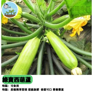 【48h出貨】綠寶西葫蘆種子 角瓜茭瓜高產耐寒瓜果種子陽台家庭四季盆栽蔬菜種子#Squash