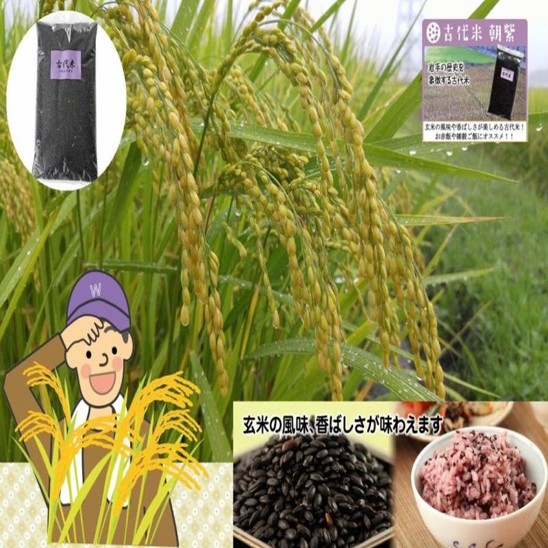 米 岩手県雫石産 古代米：朝紫玄米 ５００g 袋 送料無料