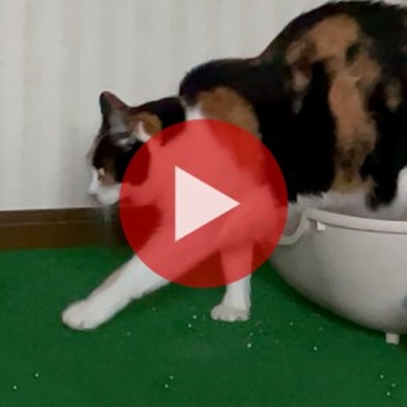  猫のトイレ用品 トイレマット 猫 砂取りマット 猫砂キャッチャー 猫トイレ用品 猫用 トイレ用 犬 猫砂マット トイレマット 猫砂飛散防止 猫砂取りマット 折り畳み ペットマット EVA 二重構造 滑り止めマット 清潔簡単 多いサイズ