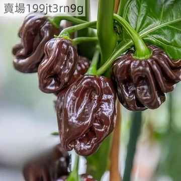 🌶️【蘇格蘭威士忌 (棕色帽子) 辣椒】🌶️（熱辣）美味且非常火辣 觀賞 食用種子 四季庭院盆栽田園辣椒種籽