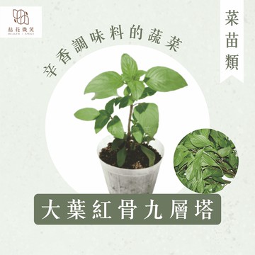 【拈花微笑】大葉紅骨九層塔｜3吋｜菜苗｜料理｜食用蔬菜｜調味料｜烹飪｜有機｜蔬果｜明星植物｜