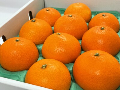 《残りわずか！》紅まどんな（2.5kg） 秀品（赤秀・青秀いずれか）贈答用 人気 数量限定 3L～2L みかん 愛媛 先行予約 柑橘 伊予市｜D04