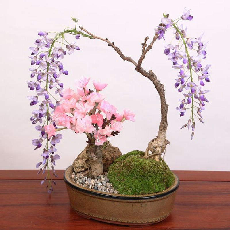 盆栽：桜・藤寄せ植え*陶器鉢* (2023年春開花予定) さく (鉢が選べる)さくら ふじ お花見 誕生日 祝 旭山桜 ギフト gift プレゼントに もbonsai 通販 LINEポイント最大0.5%GET | LINEショッピング