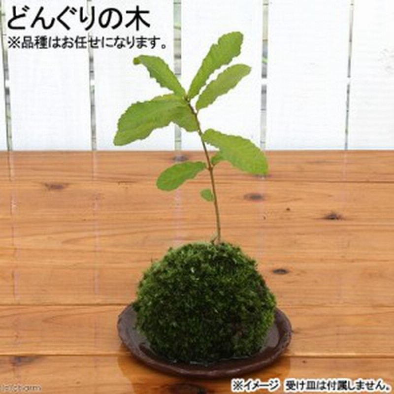 盆栽 苔玉 どんぐりの木 １個 観葉植物 コケ玉 通販 Lineポイント最大1 0 Get Lineショッピング