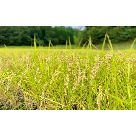 ふるさと納税 自然栽培 むつみ男米 玄米 10kg 山口県萩市