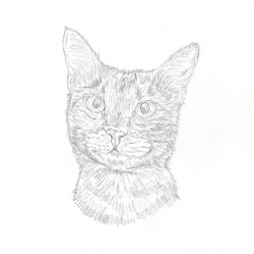 【客製】【半完成品】寵物手繪草稿 | 肖像 | 似顏繪 | 畫 | 貓