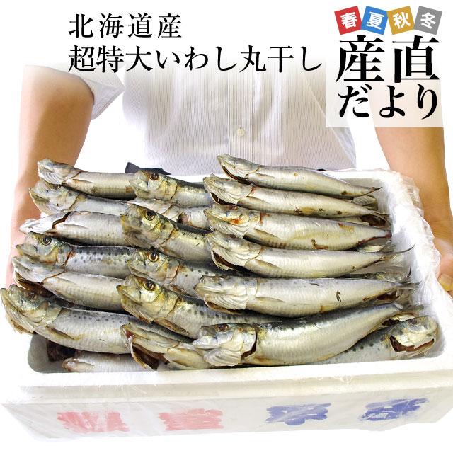 北海道より直送 北海道産 超特大いわし丸干し 巨大キングサイズ 20尾セット 2キロ （1尾100g以上×20尾） 送料無料 ※クール冷凍便