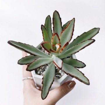 (預購)白灰漸層系列 | 高貴優雅 玫瑰黑兔耳 六邊形水泥多肉植栽