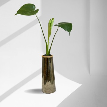 現貨 蕨美植栽 室內網美植栽辦公室療育水耕植栽-龜背芋+高瓶