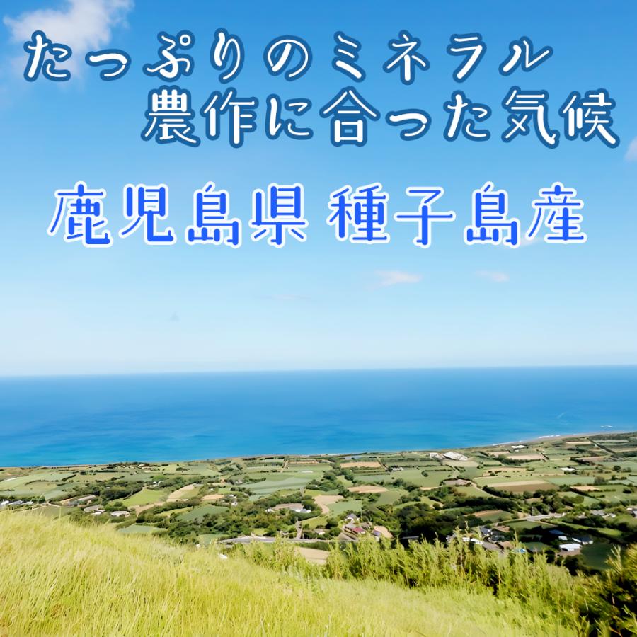 安納芋 箱込5kg S〜Lサイズ 安納紅 鹿児島県種子島産 送料無料 蜜芋 生芋 安納いも さつまいも