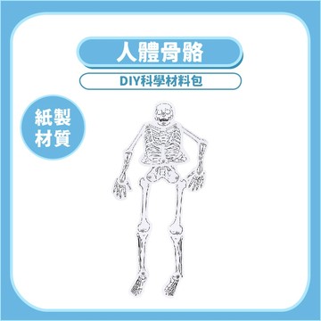 99元免運~【STEAM實驗】人體骨骼紙製DIY｜木製科學教材人體結構學習套件