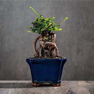 榆樹盆栽 室內植物 桌上盆栽 開幕送禮 喬遷禮物 植栽 巧繪網植物