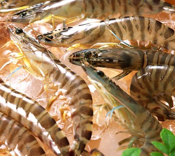 【彰化區漁會】冷凍草蝦/盒裝(360公克(±10%)10尾/盒)(共5盒)