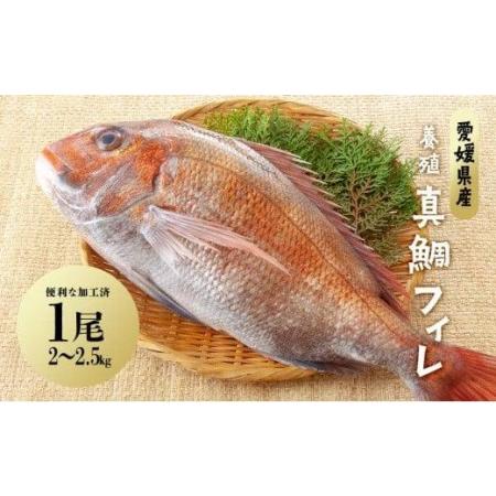 ふるさと納税 愛媛県産養殖真鯛フィレ2枚（お頭付き冷凍） 愛媛県松山市