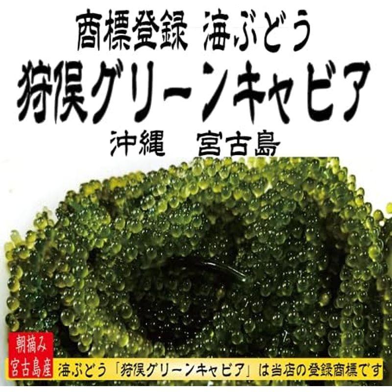 生 海ぶどう 茎付き1kg(250ｇ×4)茎が多いB品です 沖縄 宮古島 直送寒さに弱いため4月末日まで北海道、東北、北陸地方の発送を中止し