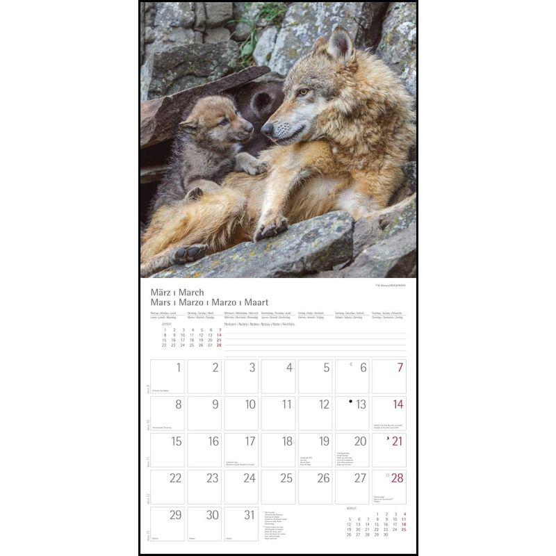 Woelfe Wolves Broschuerenkalender Wandkalender mit herausne