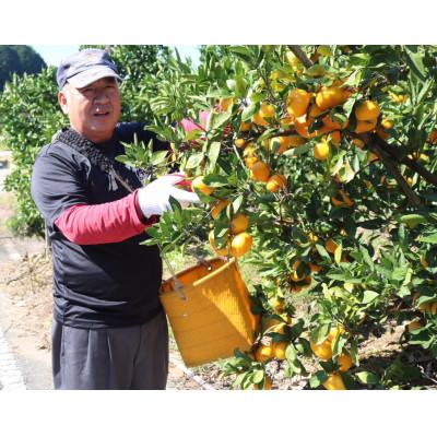 ふるさと納税 九度山町 和歌山産 有田みかん 10kg (S〜Lサイズ)　