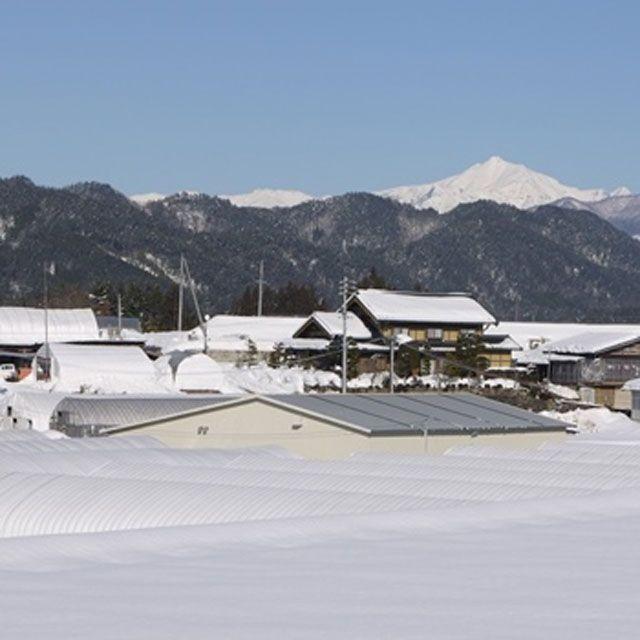 しいたけ 椎茸  約 200ｇ 無農薬 菌床 肉厚 大きい 生 椎茸 栽培20年以上 橋場農園 飛騨 高山