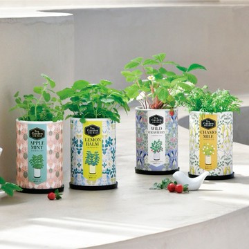 【聖新陶芸】TEA GARDEN貓植物栽組 [綠/黃/白/橘]