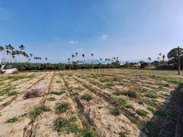 中埔阿里山公路旁大面寬美農地｜嘉義縣中埔鄉安家厝