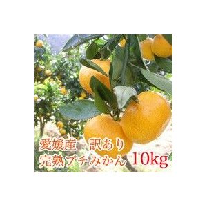 愛媛産 訳あり 完熟プチみかん 10kg  ご家庭用 小玉 こつぶ ぷち 小粒 S 2S みかん 愛媛みかん 早生みかん