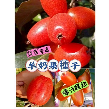 現貨🔥【羊奶果種子】（100粒）稀有品種羊奶果 易養活 羊奶果苗陽台盆栽 高產水果 牛奶果胡頹子德甜二號羊奶子果樹種子