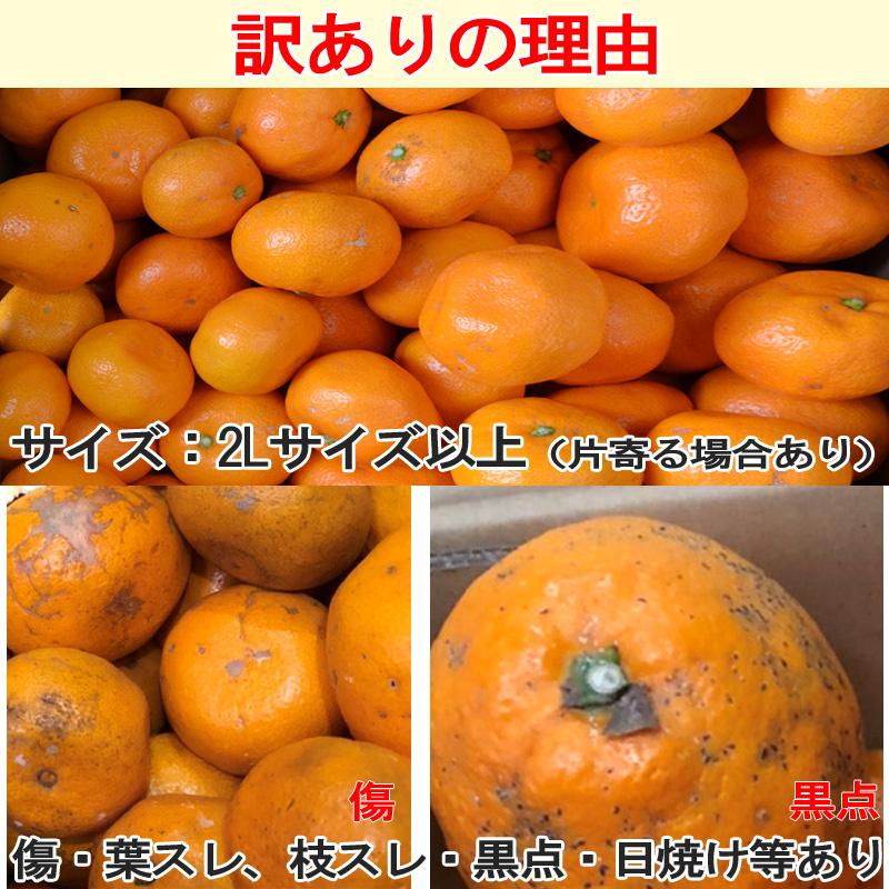 みかん 大玉（2Lサイズ以上）10kg（箱込約10kg）和歌山県産 訳あり・ご家庭用 送料無料（東北・北海道・沖縄県除く）（配達日指定不可）