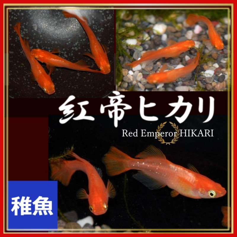 メダカ 紅帝 楊貴妃ヒカリメダカ/東天光 稚魚10匹 紅帝 楊貴妃ヒカリめだか | LINEブランドカタログ