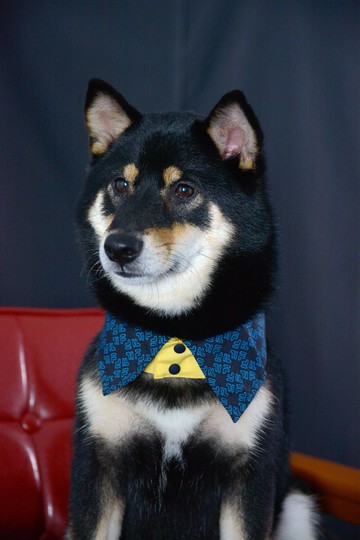 寵物雙面襯衫領- 藍色BY (XL/2XL/3XL)