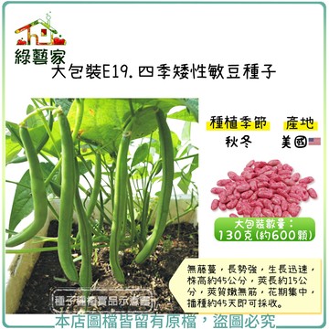 【綠藝家】大包裝E19.四季矮性敏豆種子130克(約600顆)(有藥劑處理)(無藤蔓，長勢強，生長迅速