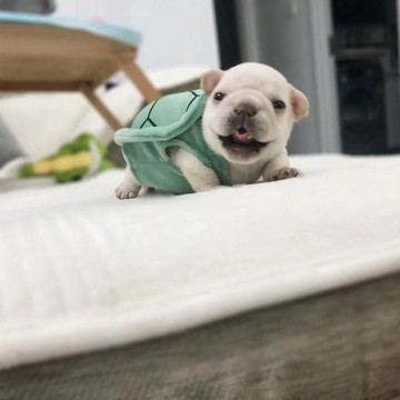 【萌寵服飾】狗狗烏龜殼衣服寵物秋冬款小型犬比熊泰迪博美西高地柯基烏龜裝 臺灣出貨