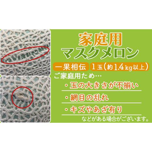 ふるさと納税 高知県 香南市 一果相伝マスクメロン家庭用 1玉入り フルーツ メロン 果物 デザート Btn-0003