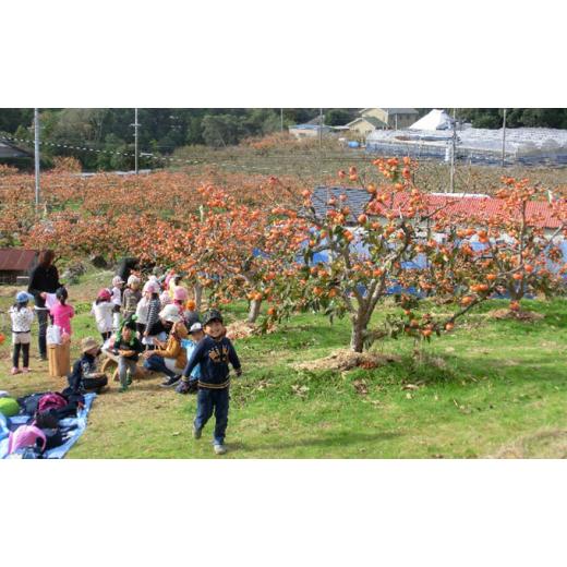 ふるさと納税 静岡県 浜松市  幻の柿 次郎柿 木成り完熟の逸品 12個入り 3kg 秋の味覚 [No.5786-3962]