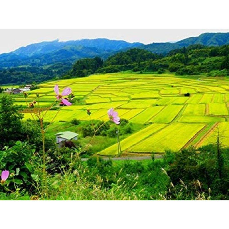 精米福岡県産 無洗米 福岡夢つくし 2kg