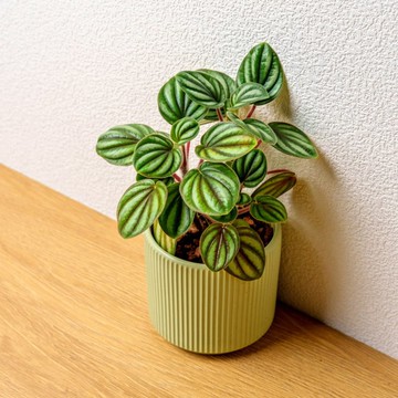 銀河椒草 莫蘭迪色系直紋陶盆 室內植物 觀葉植物 禮物 盆栽 交換