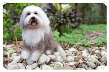 【羊樂多 X 羊毛氈】複刻寵物 請先詢問請勿先下 標 古代牧羊犬