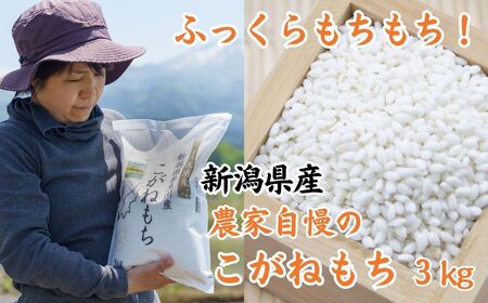 新潟県産特別栽培米『こがねもち』3kg 令和5年産新米 ふっくらモチモチ！ 芳醇な甘い香り 磯貝農場