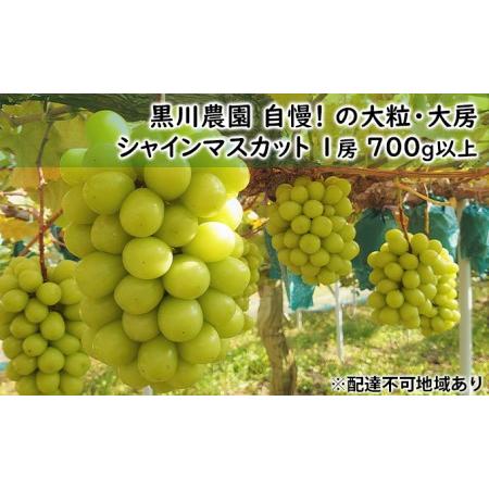 ふるさと納税 ぶどう 2024年 先行予約 黒川農園 自慢 の 大粒 大房 シャイン マスカット 1房 700g以上 ブドウ 葡萄  岡山県産 国産 フルーツ .. 岡山県里庄町