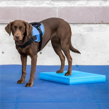 【本周特惠】AVC寵物狗犬貓專用平衡階梯軟踏后肢肌肉神經康復