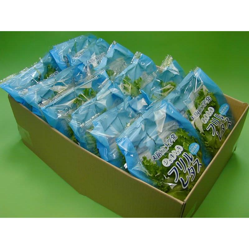 大阪府立大学植物工場　フリルレタス(約70g)　１２個（約840g）入り