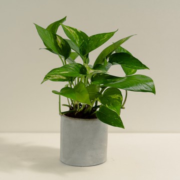 黃金葛│泥作系列│福所