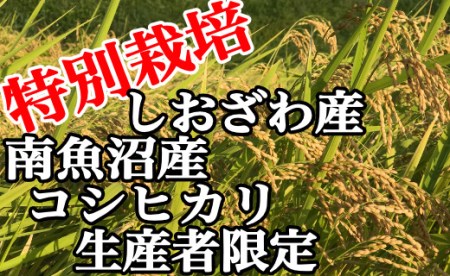 特別栽培 生産者限定 南魚沼しおざわ産コシヒカリ