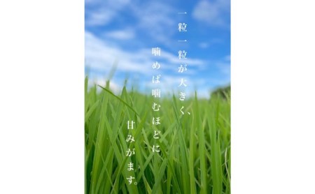 令和4年産岐阜ハツシモ　20kg 白米