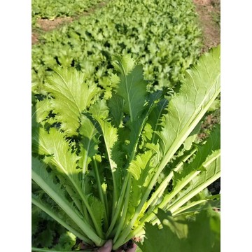 🥬【雪菜種子】（現貨100粒入）乾菜咸菜種子雪裡紅 雪裡蕻種子連續採收 家庭皺葉農家蔬菜種子 新手懶人易種 超高發芽率